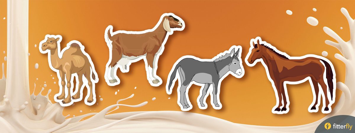 6 Best Animal Based Milk Alternatives You Dint Know About