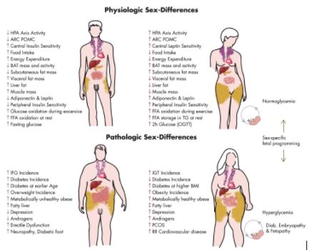physiologic sex-differences