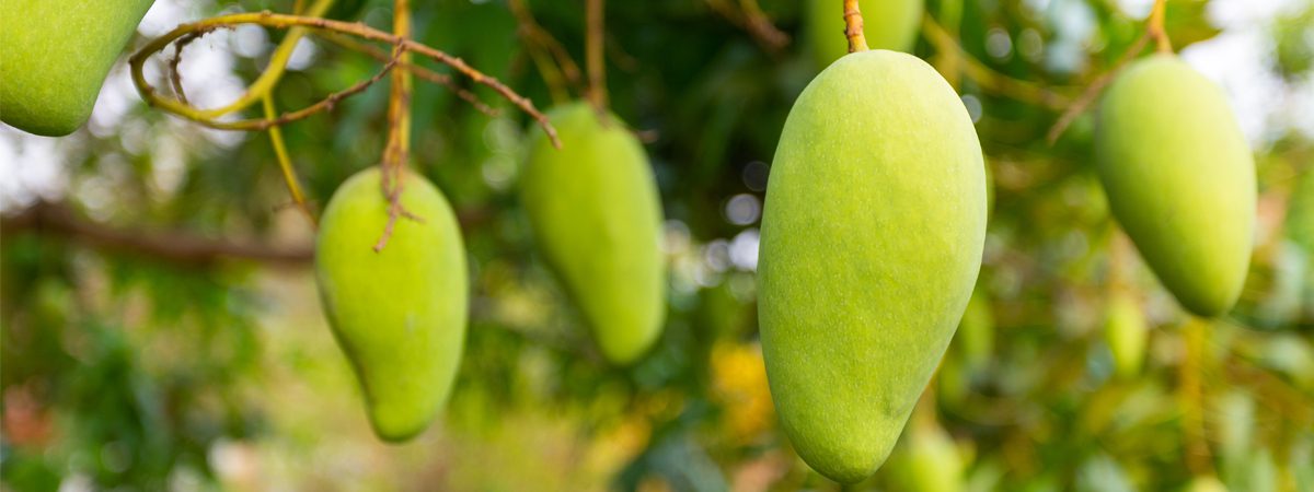 raw mango for diabetes