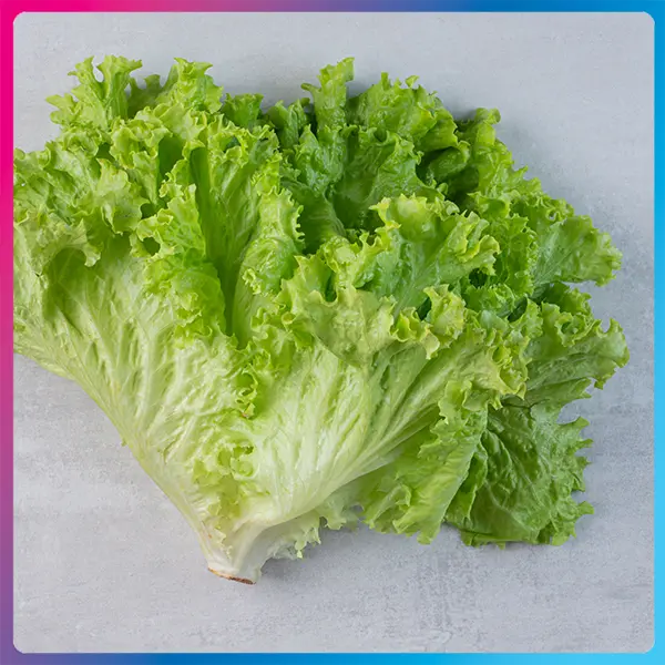 Lettuce Low-Calorie Vegetables for Weight Loss